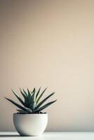 Aloe vera plant in a white pot against a beige wall in soft light photo