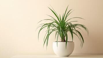 Green potted plant on a light-colored shelf in a bright room photo