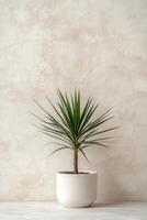 A potted yucca plant stands elegantly against a textured beige wall photo