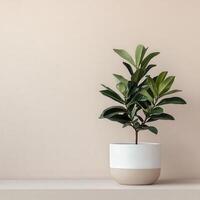Indoor potted plant on a minimalistic shelf against a soft wall background photo