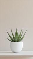 Aloe plant in a white pot on a shelf against a beige wall photo