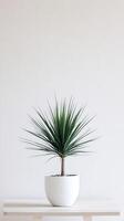 Indoor plant in a white pot on a minimalist table against a light wall photo