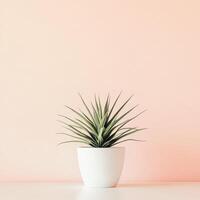 Indoor plant on a white table against a soft pink wall background photo