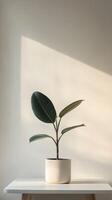 A green plant in a modern pot on a wooden table illuminated by sunlight photo