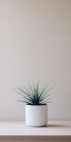 Modern indoor plant in a minimalist pot against a light wall photo