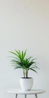 Indoor plant displayed on a white table against a neutral wall background photo