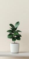 Fiddle leaf fig plant in a modern white pot on a minimal shelf photo