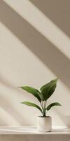 A vibrant green plant in a white pot sits on a light-colored table photo