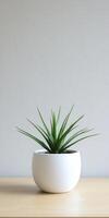 Aloe vera plant in a minimalist white pot on a wooden table photo