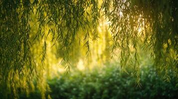 Sunlight filtering through willow tree branches in springtime photo