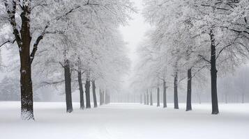 Snow covered path winding through trees covered in fresh snowfall photo