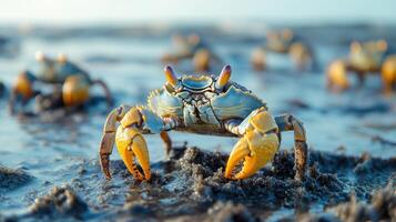 Colorful crab standing on a beach at sunset with other crabs in the background photo