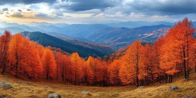 Fog rolling through colorful autumn forest in the alps mountains photo