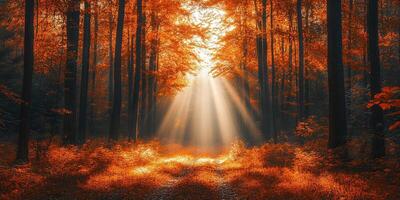 Sun shining through fog and trees in autumn forest landscape photo