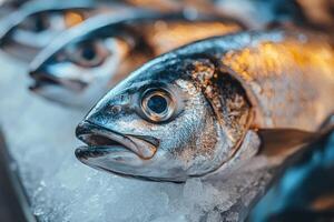 Fresh fish resting on a bed of ice at the market photo
