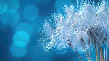 Dandelion seeds floating on a blue background with bokeh photo