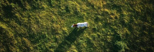A white and brown cow stands gracefully on a lush green field, casting a soft shadow in the warm sunlight. This scene beautifully emphasizes the serenity of nature and its inherent beauty photo