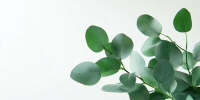 This calm eucalyptus branch design on a clear background is ideal for displaying cosmetics and greeting cards, offering ample space for stylish text embellishments to enhance your presentation photo