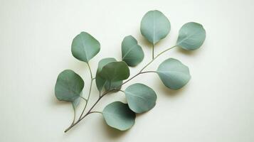 This stunning eucalyptus branch is set against a clear background, making it perfect for showcasing a range of cosmetics or for creating elegant card mockups that provide ample space for your copy photo