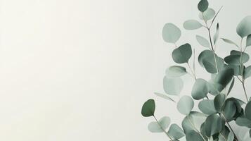 A tranquil eucalyptus branch against a light background is perfect for showcasing cosmetics or designing elegant greeting cards, providing ample space for text and a soothing ambiance photo