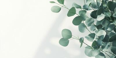 A tranquil backdrop features a lush eucalyptus branch against a clear background, ideal for showcasing cosmetics and creating stylish, elegant card designs that are aesthetically pleasing photo