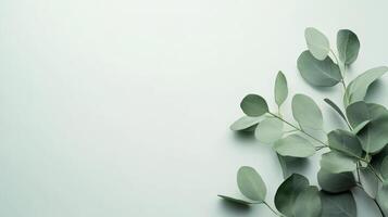 A serene green eucalyptus branch gracefully presented against a soft, light background, making it ideal for showcasing cosmetics or for creating sophisticated mockups with plenty of space for text photo
