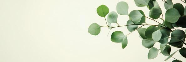 A serene green eucalyptus branch rests on a clear background, ideal for showcasing cosmetics and creating elegant mockups or congratulatory cards that exude charm and sophistication photo
