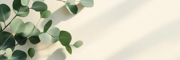 A lush green eucalyptus branch against a clear background is perfect for showcasing highquality cosmetics or creating beautiful congratulatory cards, making it stylish and versatile photo