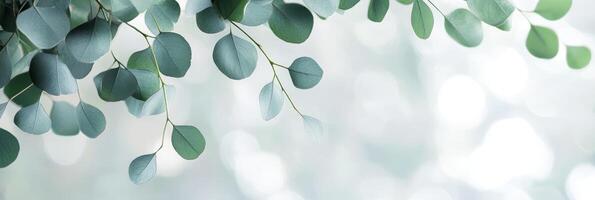 A serene and lush green eucalyptus branch set against a minimalist background, making it an ideal choice for effectively showcasing cosmetics, greeting cards, and various advertising materials photo