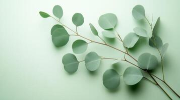 A stunning eucalyptus branch placed against a clear background is perfect for showcasing various cosmetics or for designing elegant greeting cards that offer plenty of copy space for your messages photo