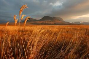 Marvel at the stunning view of a golden wheat field with mountains in the background as the sun sets photo