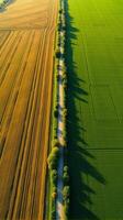 Aerial View of Farmland With Distinct Geometric Patterns Formed by Various Crops photo