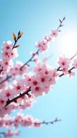 Cherry Blossoms in Full Bloom Against a Clear Blue Sky photo