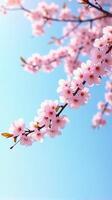 Cherry Blossoms in Full Bloom Against a Clear Blue Sky photo