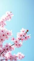 Cherry Blossoms in Full Bloom Against a Clear Blue Sky photo