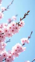 Cherry Blossoms in Full Bloom Against a Clear Blue Sky photo