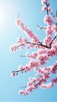 Cherry Blossoms in Full Bloom Against a Clear Blue Sky photo