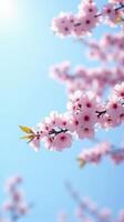 Cherry Blossoms in Full Bloom Against a Clear Blue Sky photo