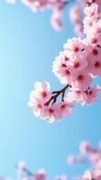 Cherry Blossoms in Full Bloom Against a Clear Blue Sky photo