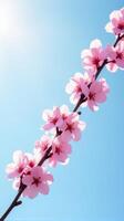 Cherry Blossoms in Full Bloom Against a Clear Blue Sky photo