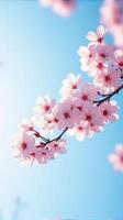 Cherry Blossoms in Full Bloom Against a Clear Blue Sky photo