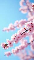 Cherry Blossoms in Full Bloom Against a Clear Blue Sky photo