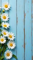 Collection of White and Yellow Daisies With Various Sizes Scattered Across a Rustic Blue Wooden Background photo
