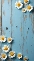 Collection of White and Yellow Daisies With Various Sizes Scattered Across a Rustic Blue Wooden Background photo