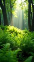 Lush Green Forest With Sunlight Filtering Through The Canopy photo