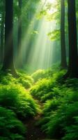 Lush Green Forest With Sunlight Filtering Through The Canopy photo