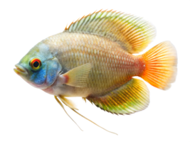 Dwarf Gourami fish swiming isolated on a transparent background png