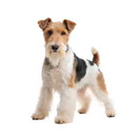 Wire Fox Terrier isolated on a transparent background png