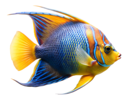 Angelfish fish swiming isolated on a transparent background png