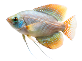 Pearl Gourami swimming, isolated on a transparent background png